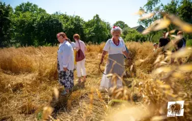Historyczne Żniwa w Gosławiu 80