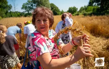 Historyczne Żniwa w Gosławiu 87