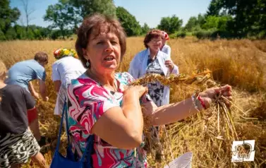 Historyczne Żniwa w Gosławiu 88