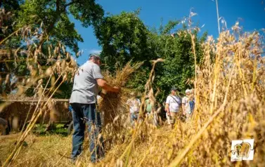 Historyczne Żniwa w Gosławiu 102