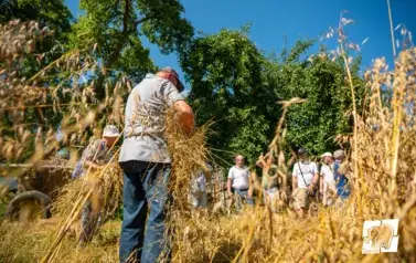 Historyczne Żniwa w Gosławiu 103