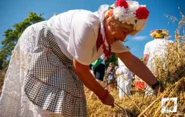 Historyczne Żniwa w Gosławiu 107