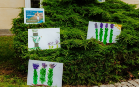 Galeria aktualności Aromatyczny Zakątek w Ogrodach Pałacowych 35